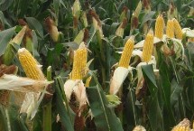 水金玉6号玉米栽培技术要点，能充分发挥该品种的丰产潜力