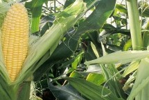 聊阳307玉米栽培技术要点，夏播生育期105天