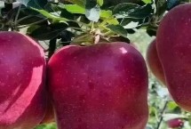 甘肃清水县的特产，清水粉壳蛋是国家农产品地理标志保护产品