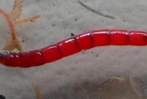 红虫拉饵注意事项，可以但效果不如红虫伴侣