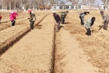 种蔬菜如何起垄，高度在25厘米左右为宜