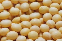 大豆黄化矮缩症的防治措施，主要是缺素和病虫害导致