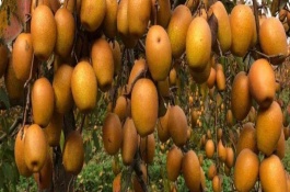 种植水果要注意什么，推荐以下六大新兴水果种植项目