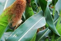 长城385玉米栽培技术要点，适宜播种期4月中旬至5月中旬