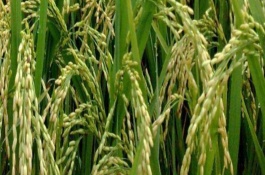龙庆稻1号水稻栽培技术要点，4月10～20日播种