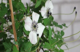 地栽铁线莲能不能过冬，扦插部位要涂抹生根粉