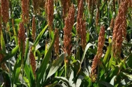 高粱倒伏的防治方式，合理的轮作可以提高高粱的产量