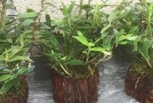 石斛需要修根吗，木桩可以是杉木、蛇木、樟木等