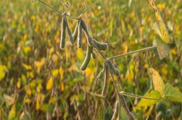 灌豆2号大豆栽培技术要点，每亩1.1-1.2万株