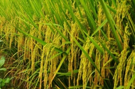 龙庆稻5号水稻栽培技术要点，香稻品种