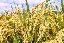 通禾861水稻栽培技术要点,中晚熟品种