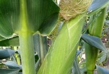 天丰12玉米栽培技术要点，中抗茎腐病