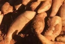 雪莲果可以存放多久，在常温环境中可保存3-4天