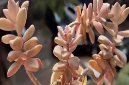 姬胧月有没有毒，前者是草本植物、后者是常绿灌木