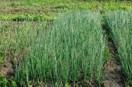 北方白露葱如何种植，幼苗长出2-3片真叶后要浇水