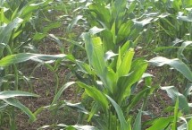 原玉青155玉米栽培技术要点，四月中旬播种