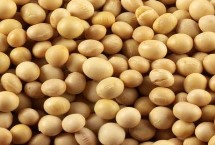 铁豆112大豆栽培技术要点，注意防治虫害