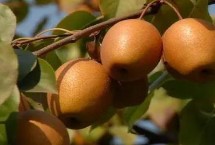 河南洛宁县的特产，淡竹栽培历史悠久