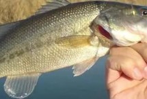 饵料选用，真饵或假饵都适用