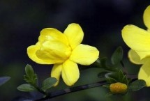 迎春花几月开花，花期可持续50天之久