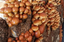 滑子菇开袋后如何管理，菌盘上架要避免阳光直射