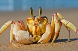 如何避免螃蟹底板发黄，饲养期间要定期检查和更换水质