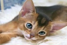 猫咪怕热吗，天生警惕性高怕打雷