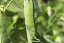 种植水果豌豆需要注意什么，9月份中旬开始播种