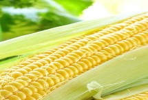 勇单99玉米栽培技术要点，中抗穗腐病