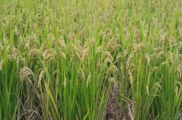 欣荣优123水稻栽培技术要点，每亩有效穗20.4万