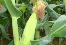 糯贝尔9号玉米栽培技术要点，种衣剂包衣防治地下害虫