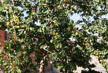 杏树嫁接时间与方法，不建议和樱桃树嫁接