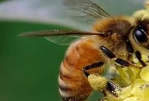 注意事项，自然分蜂期和迁飞高发期适合诱蜂