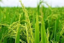 吉农大705水稻栽培技术要点，生育期间注意及时防治稻瘟病