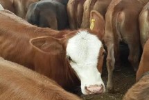 肉牛吃什么饲料长得快，第一反应就应该是驱虫