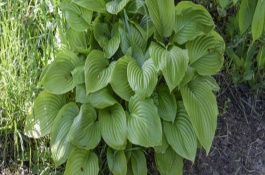 玉簪花冬季养护方法，剪除残花与花茎部分