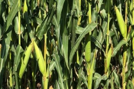 华健1号玉米栽培技术要点，密度3200-3400株/亩