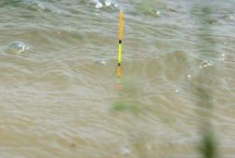 钓鲫鱼何时提竿，调四钓二、调五钓三均可观察到明显的顿口