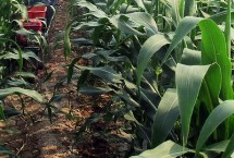 吉农大358玉米栽培技术要点，中熟品种