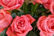 粉玫瑰的花语，属于蔷薇目、蔷薇科直立灌木