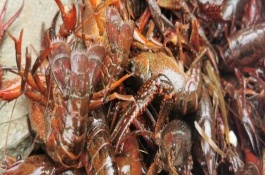 小龙虾的上市时间，小规模养殖可在菜市场销售