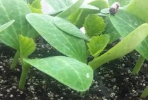 如何防治西葫芦旺长，砧木和接穗的茎粗要保持一致