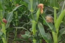 大天1039玉米栽培技术要点，两年区试平均生育期133天