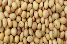 豆汁和豆浆的区别，打成豆浆后要煮熟才能饮用