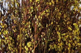 腊梅什么时候剪枝，先将花枝底部剪成45度的斜切口