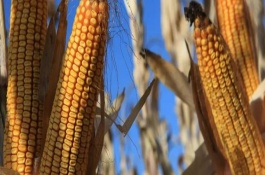 先玉1650玉米栽培技术要点，注意控制密度
