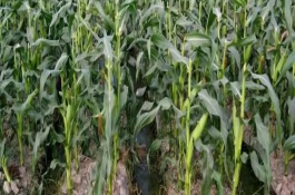 先正达408玉米栽培技术要点，种植密度4000株/亩