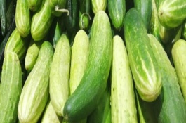 露地菜瓜的种植,长出4-5片叶子时进行摘心工作