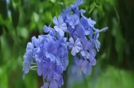 蓝雪花修剪后如何养护，生长初期可进行摘心和打顶