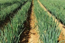 大葱保鲜技术，总体保持在7-8元/斤